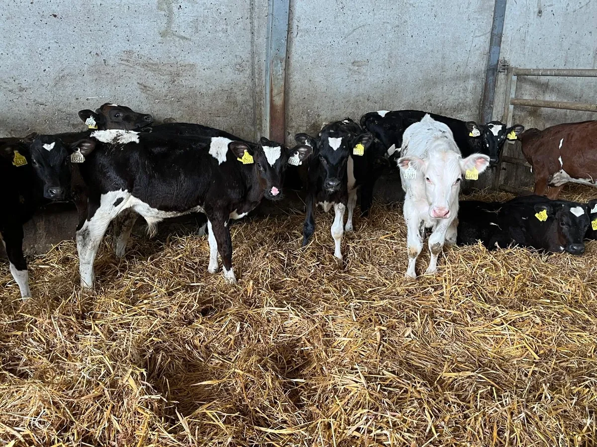 10 super  Frisian bull  runners - Image 2