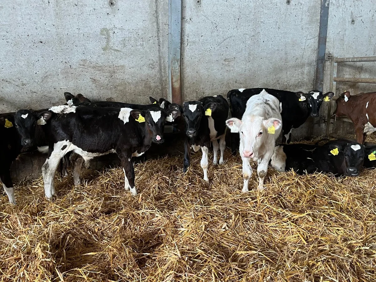 10 super  Frisian bull  runners - Image 3