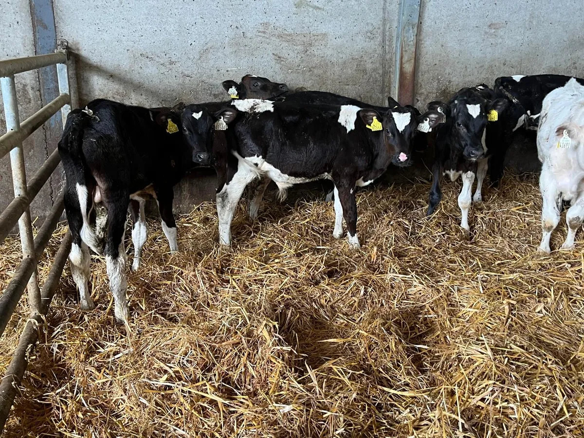 10 super  Frisian bull  runners - Image 4