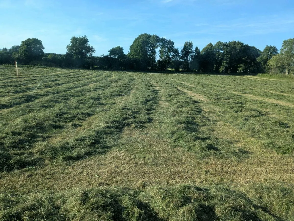 Baled Silage - Image 2