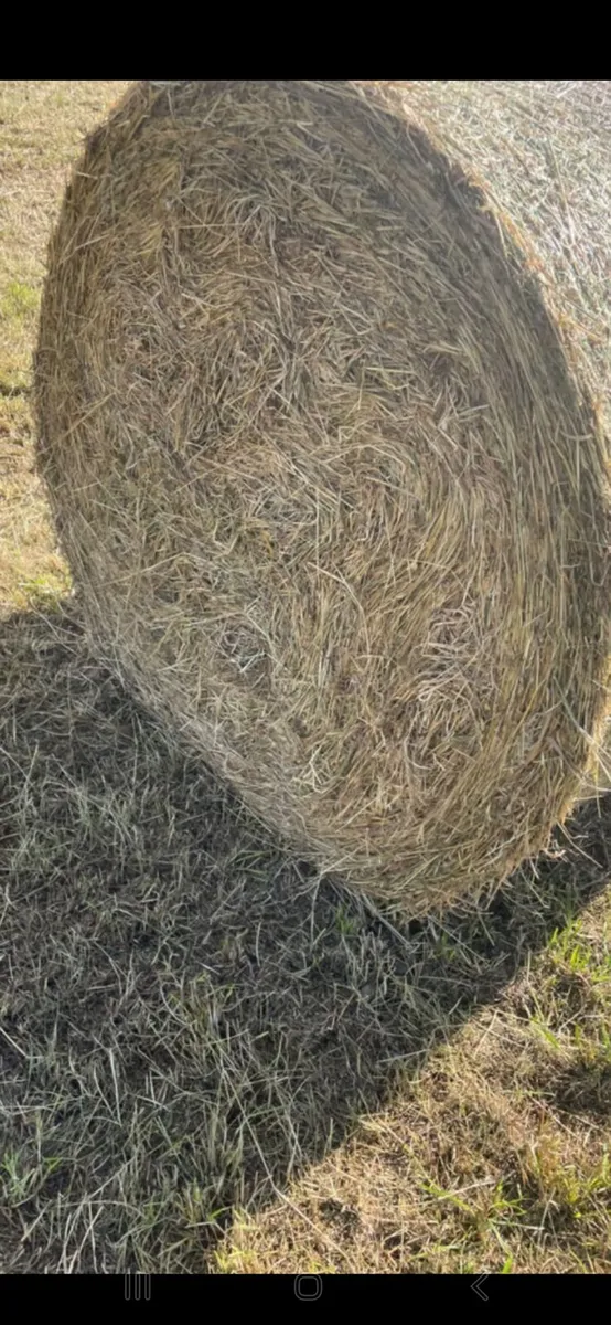 Hay - Image 1