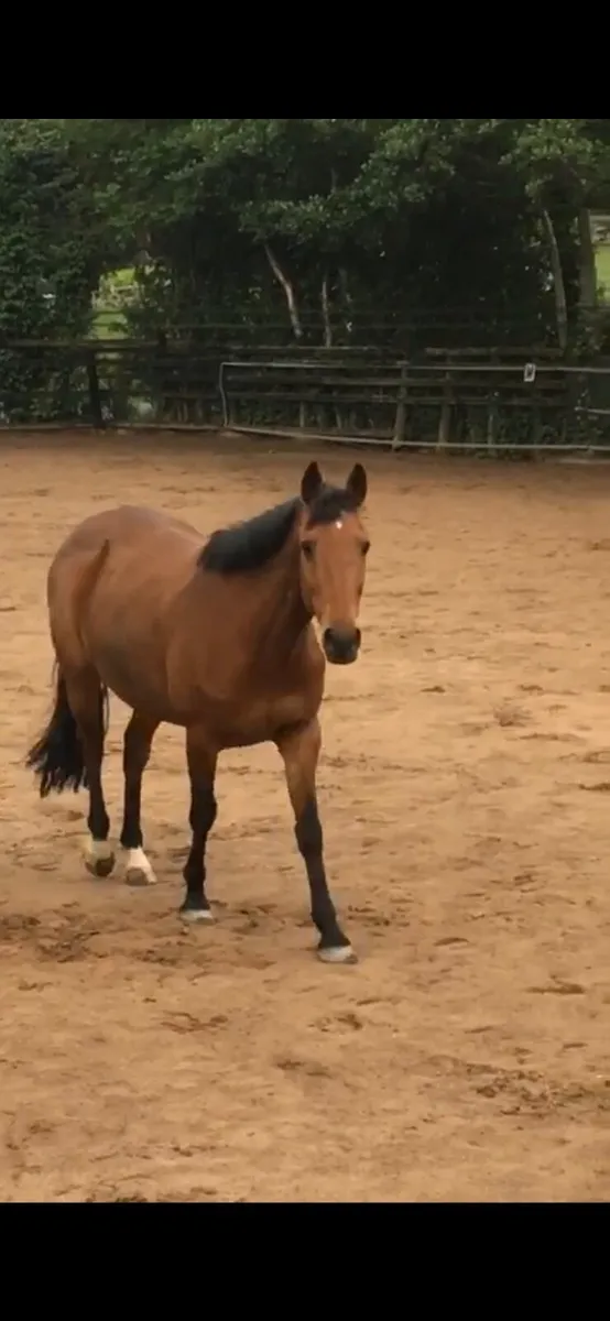 Beautiful 15.3 Bay Mare - Image 1