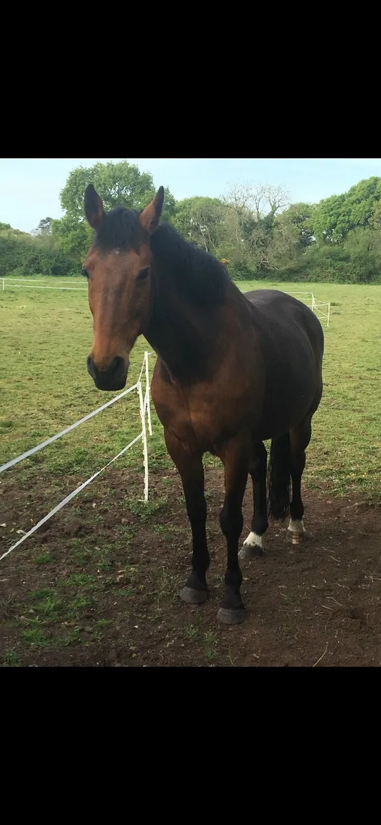 Beautiful 15.3 Bay Mare - Image 2