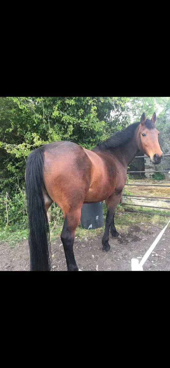 Beautiful 15.3 Bay Mare - Image 3