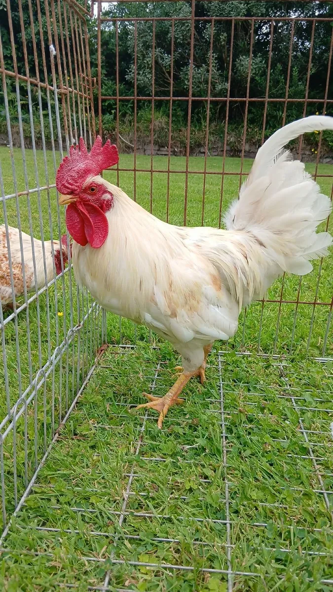 Rooster and Drake's - Image 3