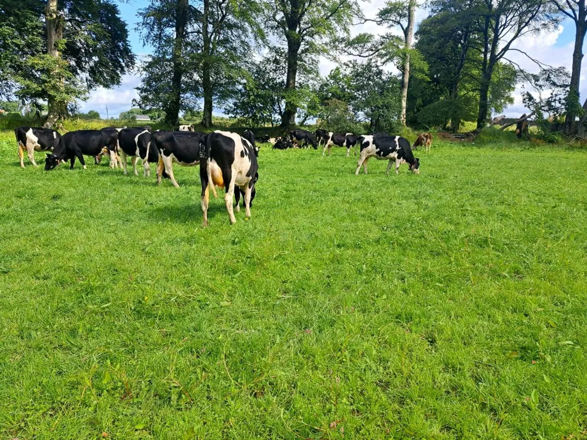 Dairy cows