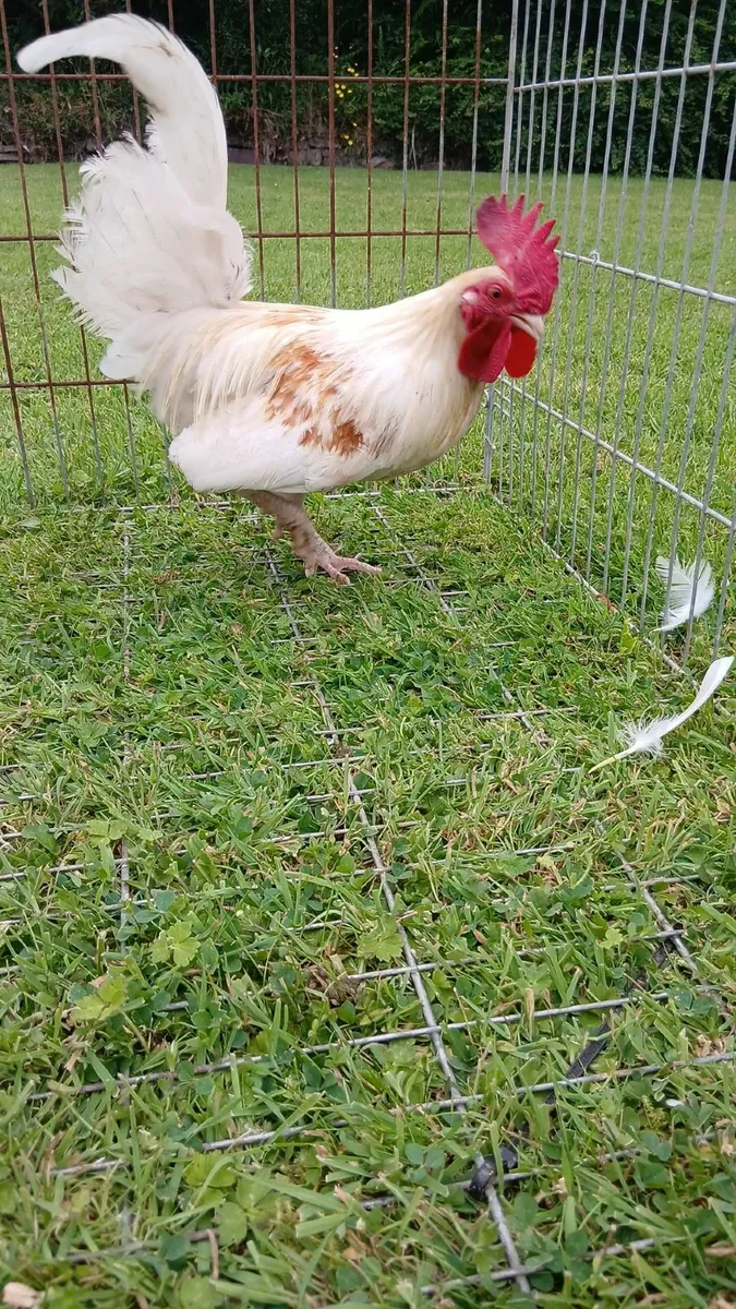 Rooster and Drake's - Image 4