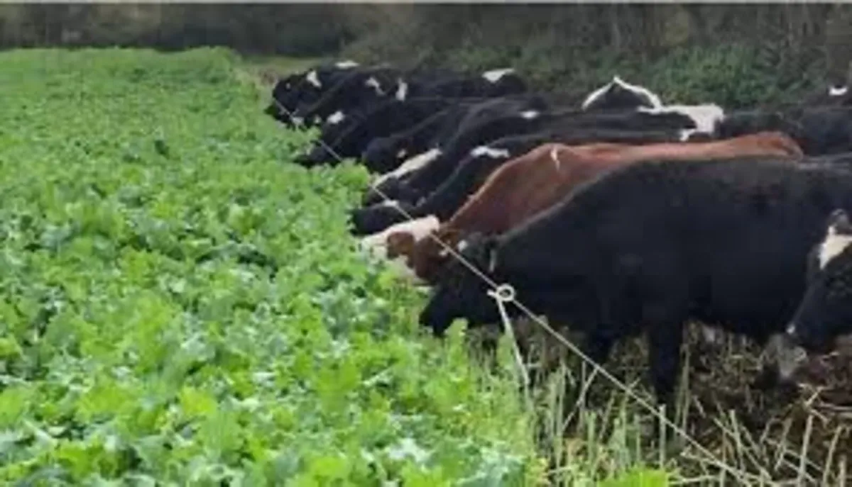 Land wanted to sow rape