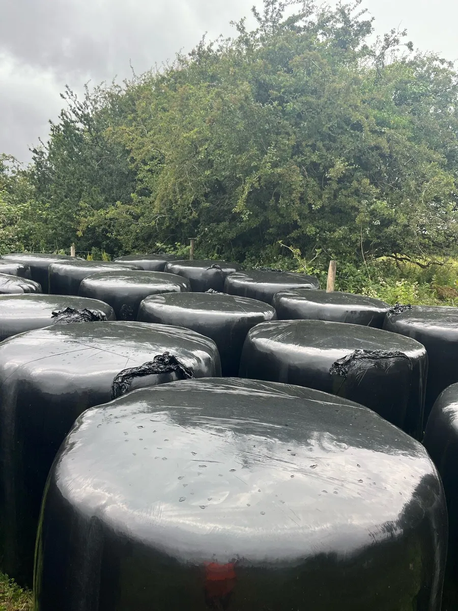 Haylage for sale - Image 1