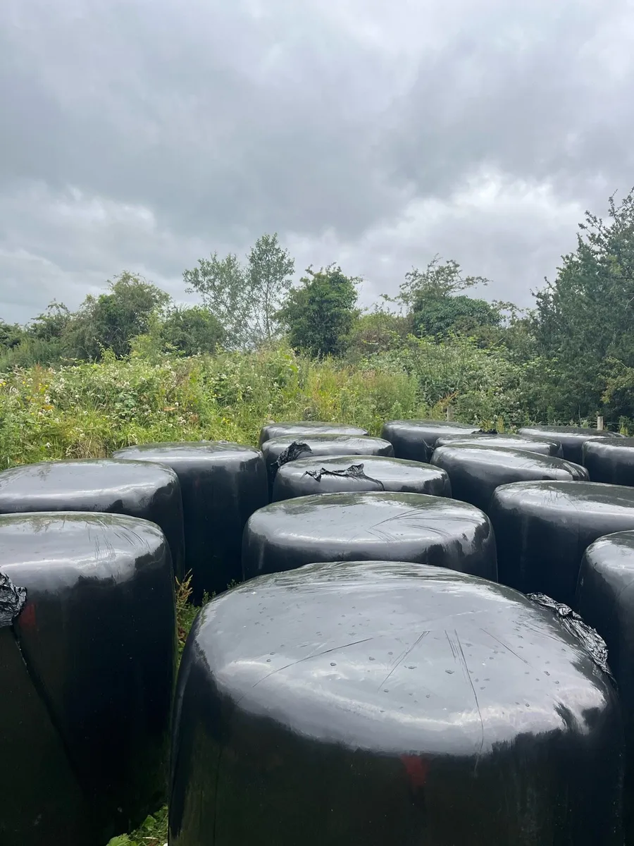 Haylage for sale - Image 2
