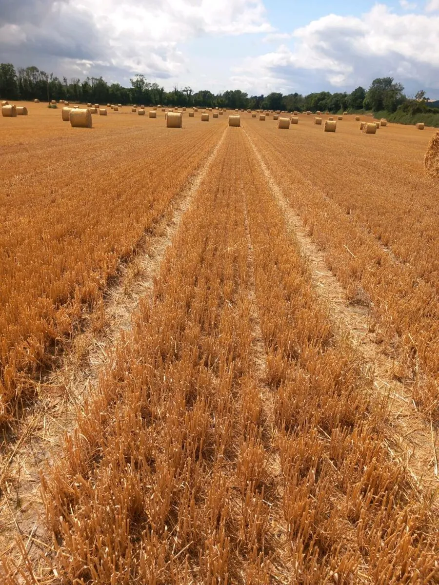 4x4 straw - Image 2