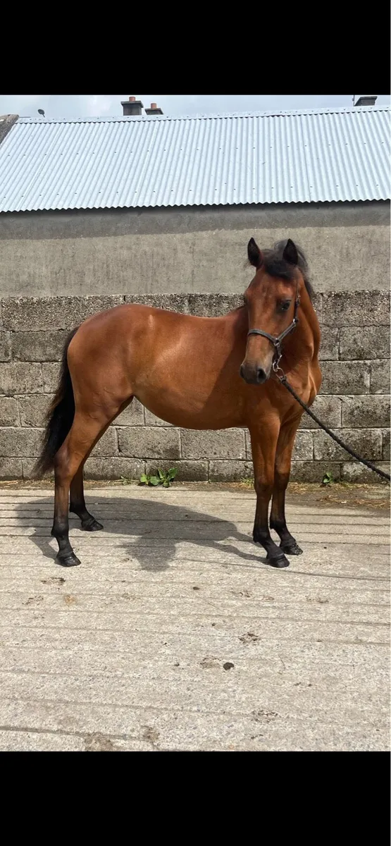 Connie X yearling - Image 2