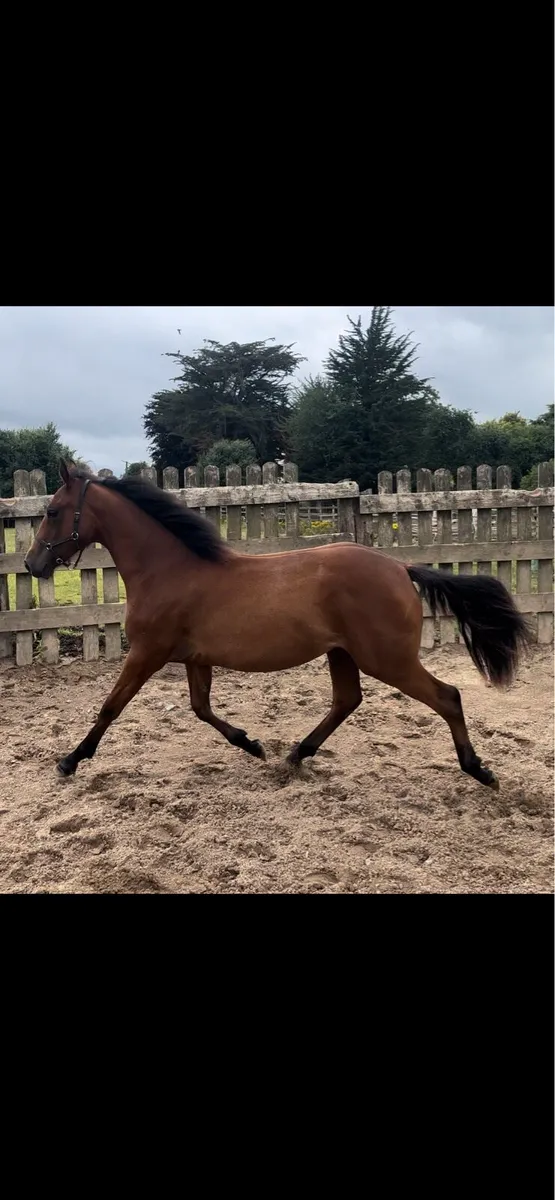 Connie X yearling - Image 3