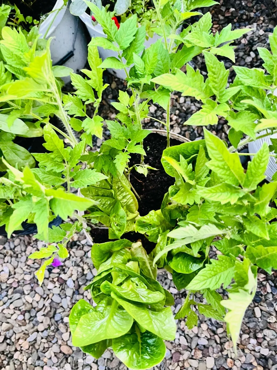 Big plants in the buckets - Image 3