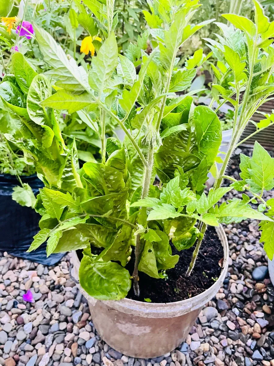 Big plants in the buckets - Image 4
