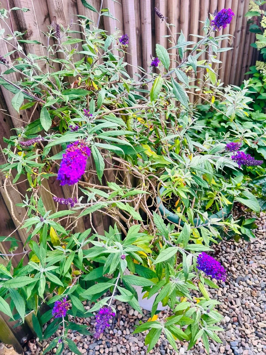 Big plants in the buckets - Image 1
