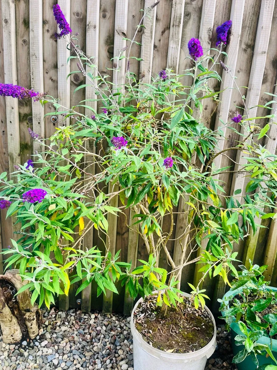 Big plants in the buckets - Image 2