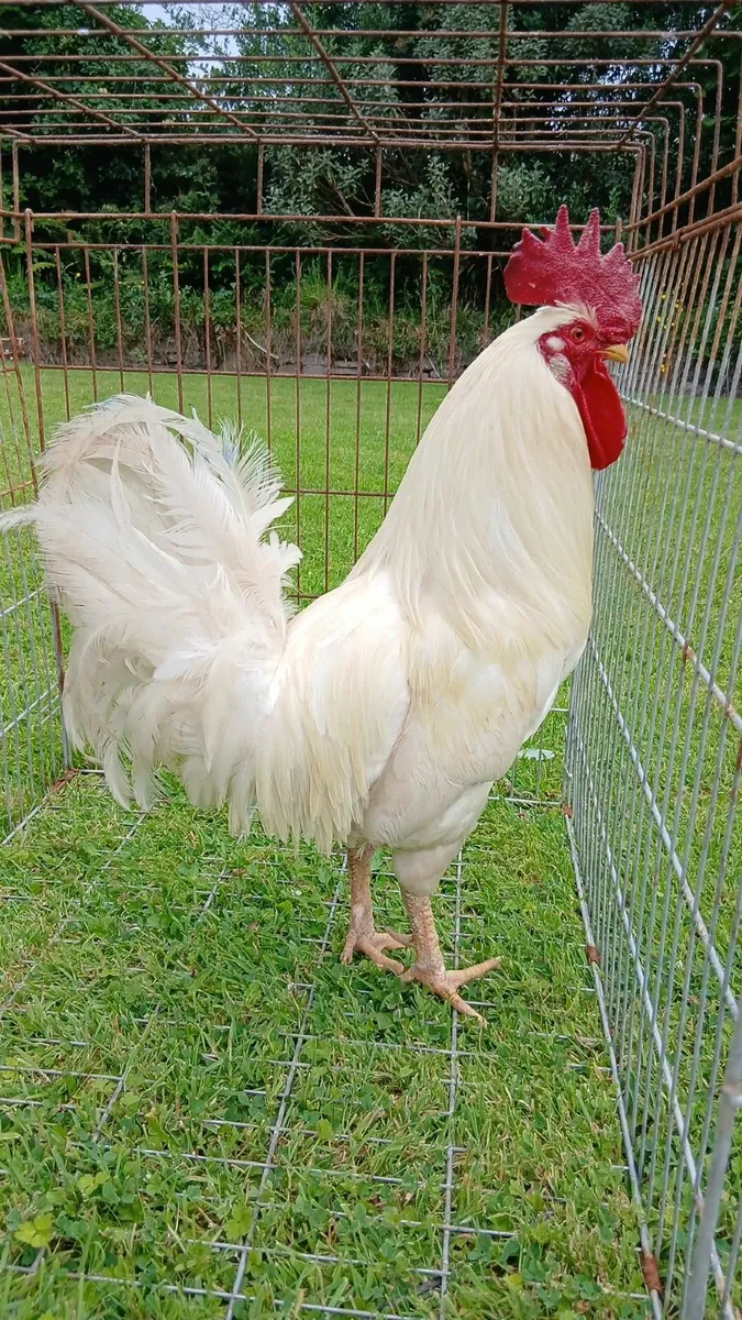 Rooster and Drake's - Image 1