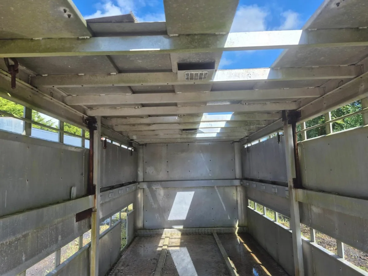 Cattle body - Image 4