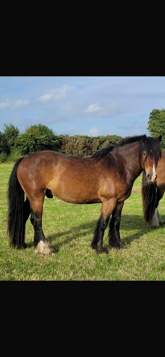 Gelding - Image 1