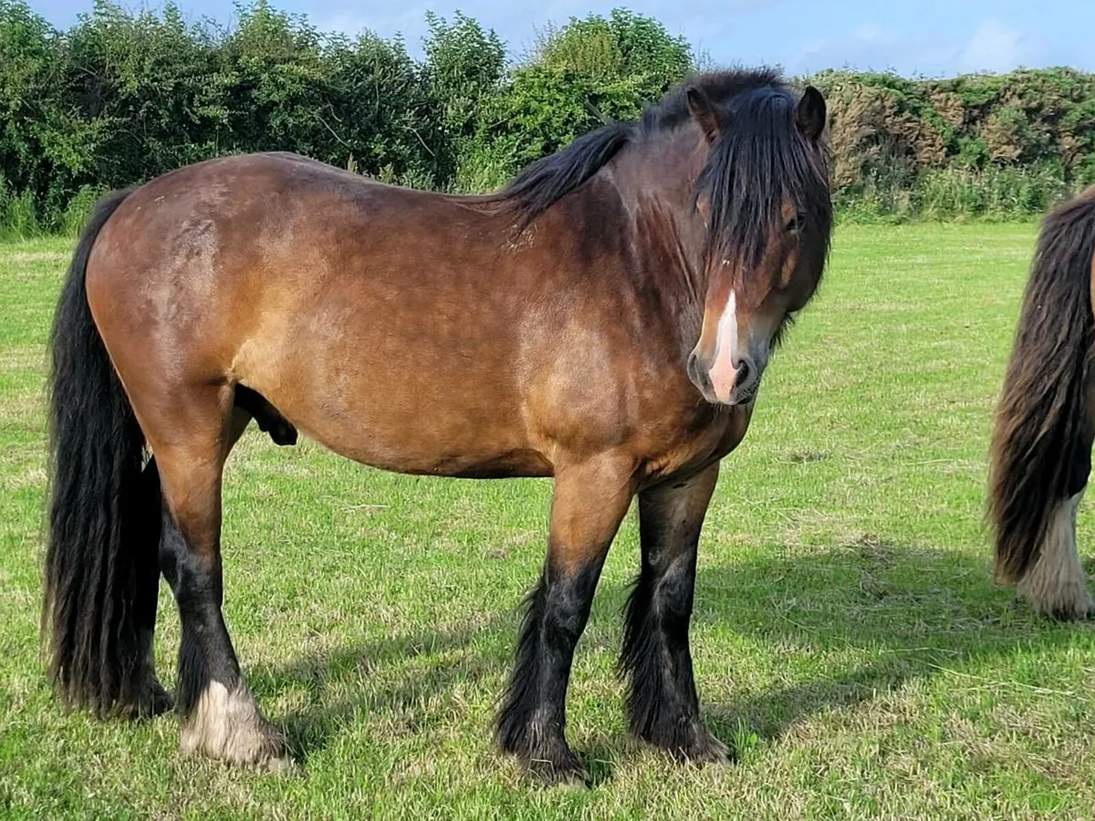 Gelding - Image 2