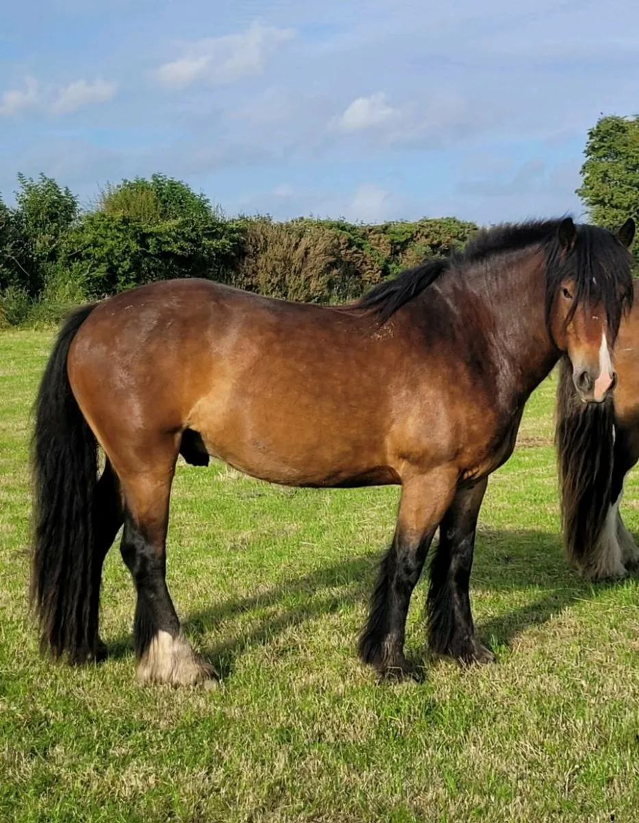 Gelding - Image 3