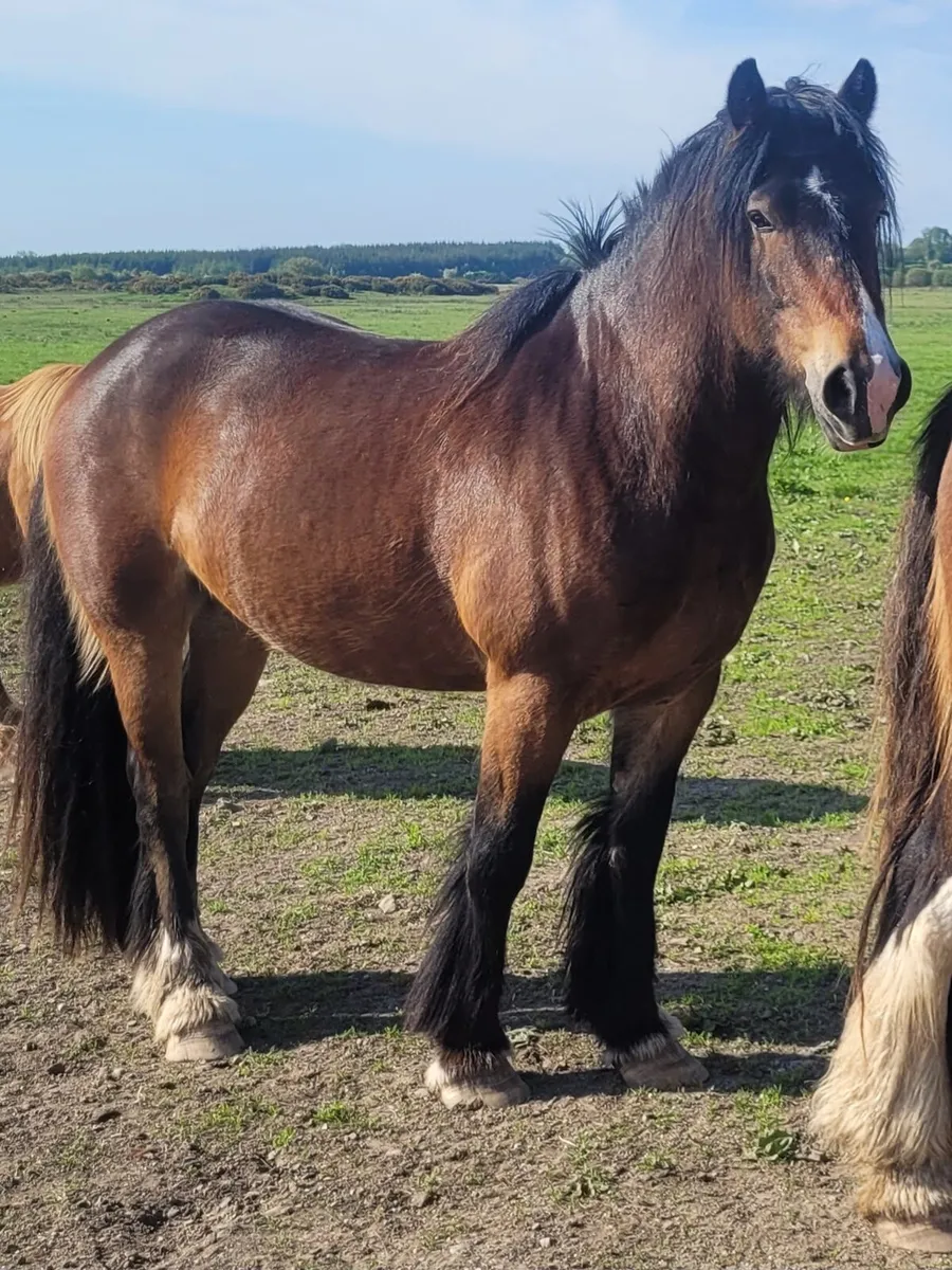 Gelding - Image 4