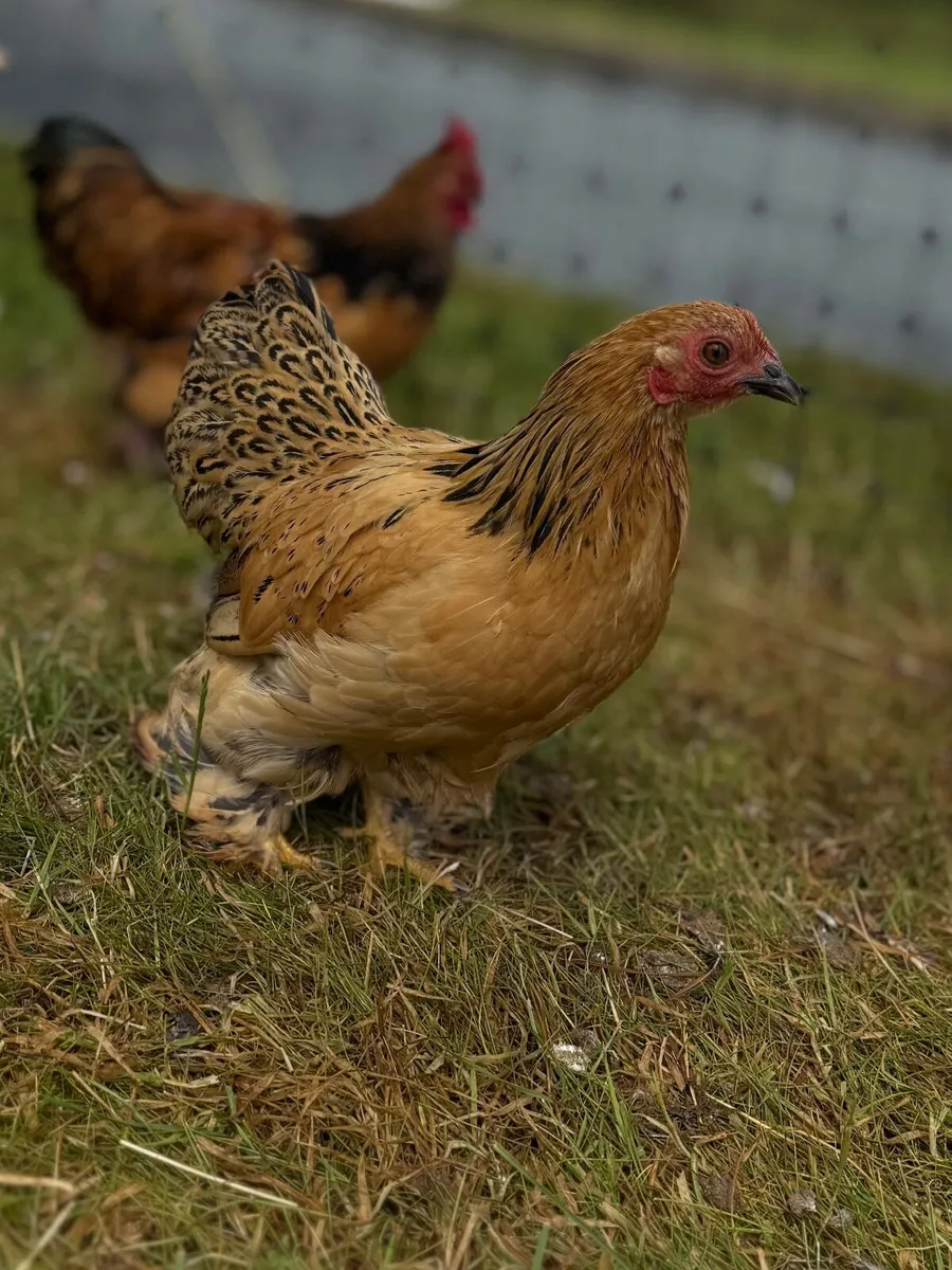Chickens - Image 1