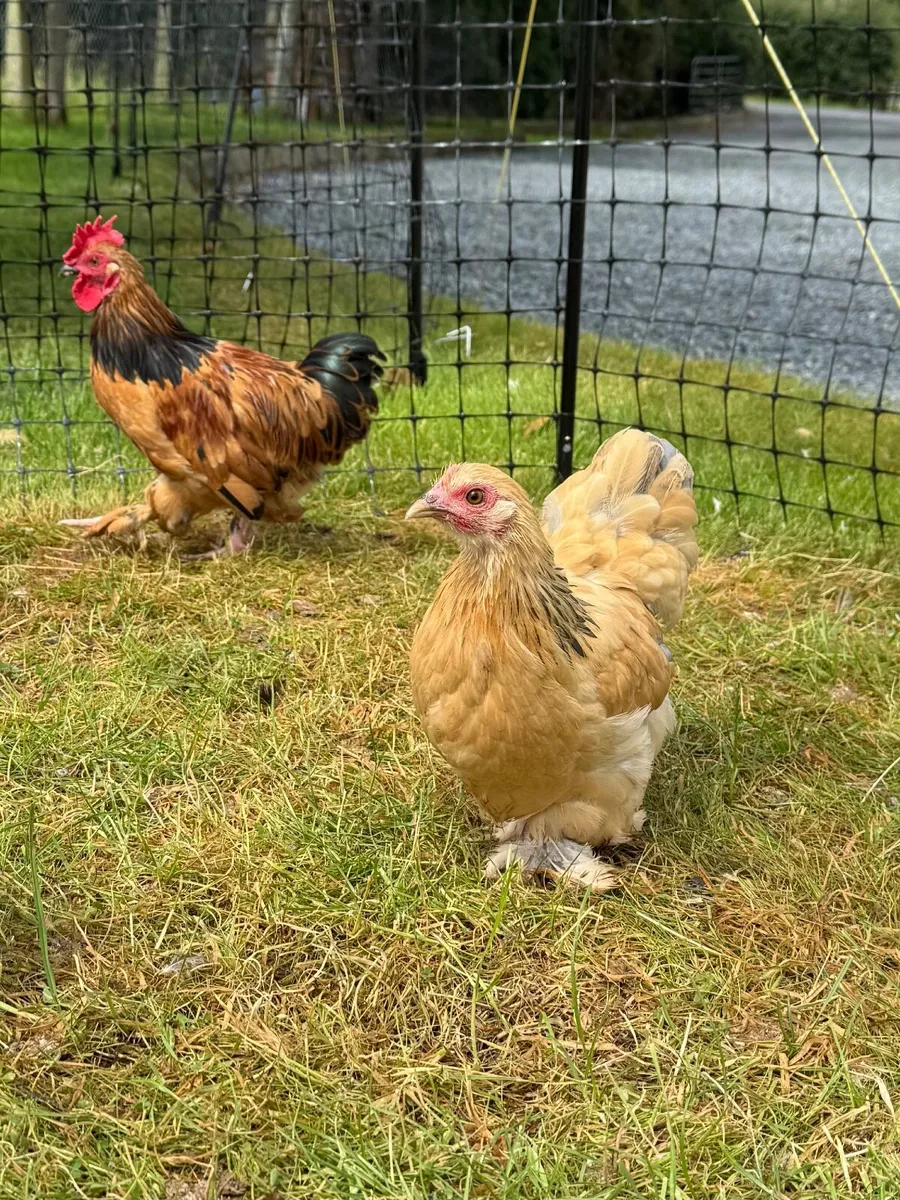 Chickens - Image 2