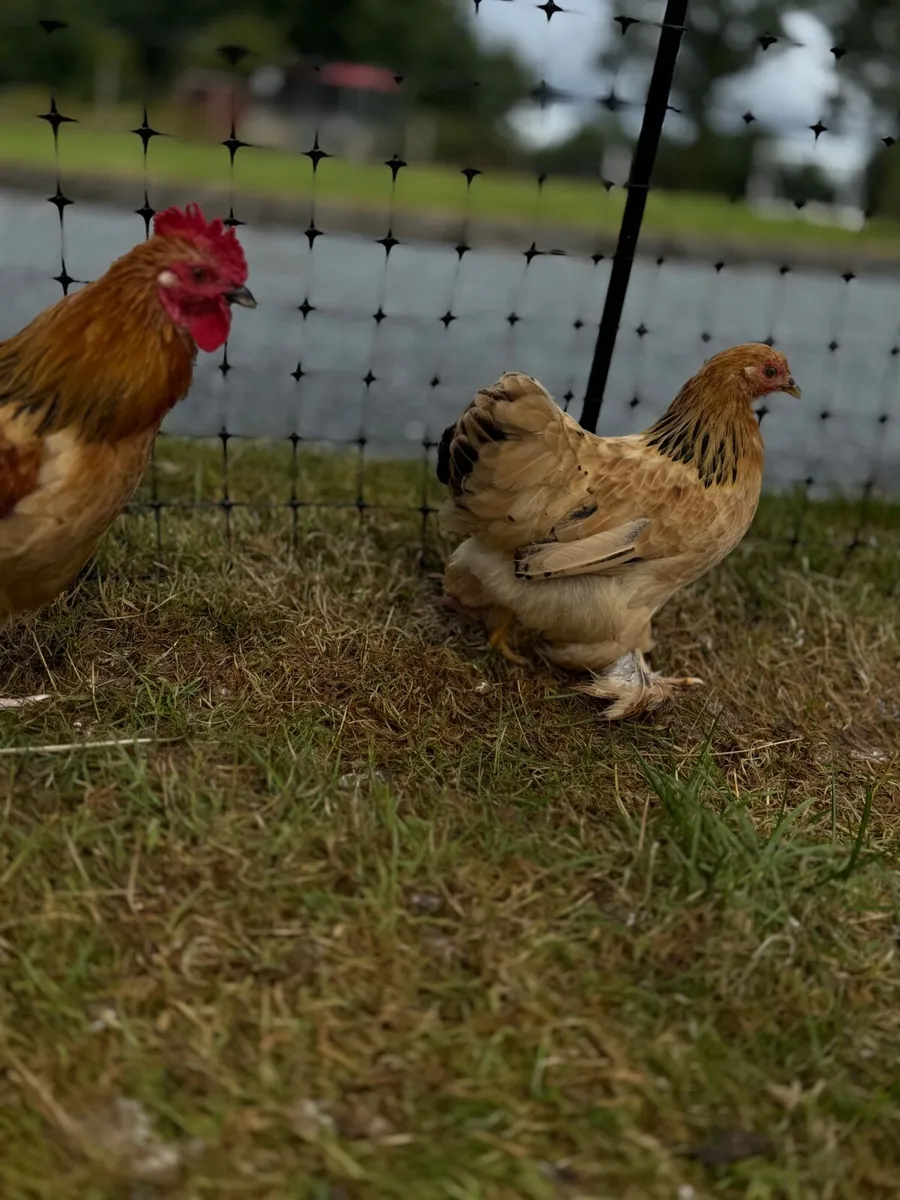 Chickens - Image 3