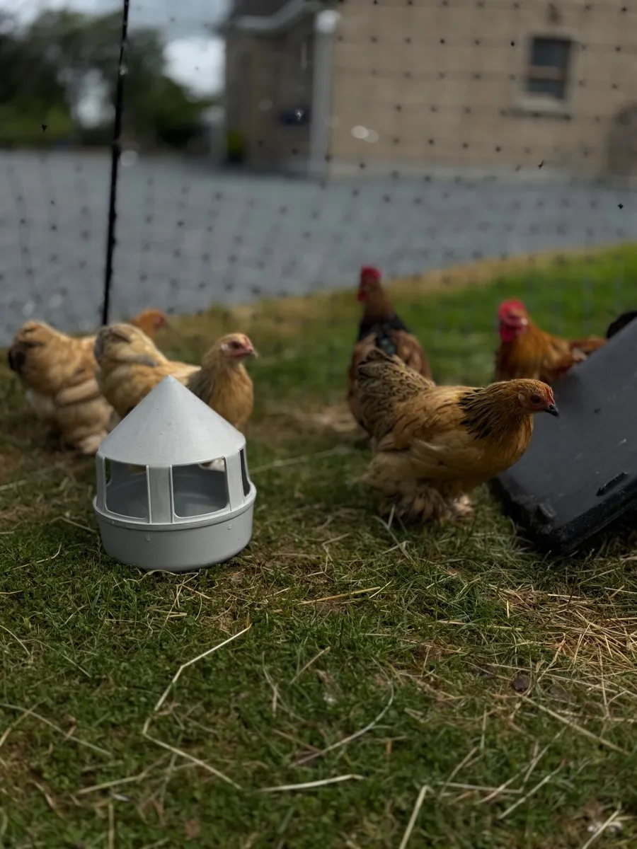 Chickens - Image 4