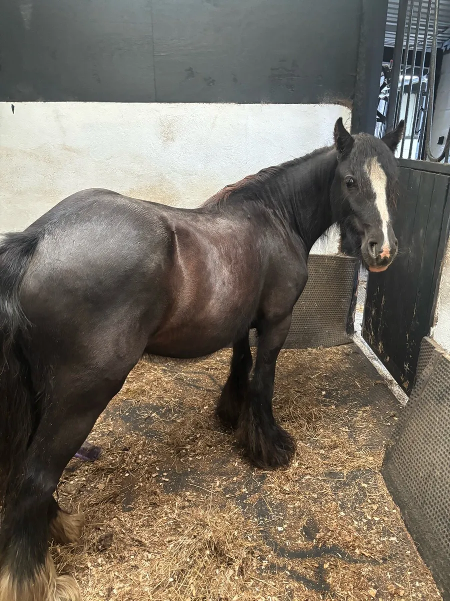 2 Year old Filly - Image 1