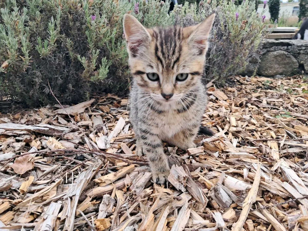 Male Tabby Kitten - Image 1