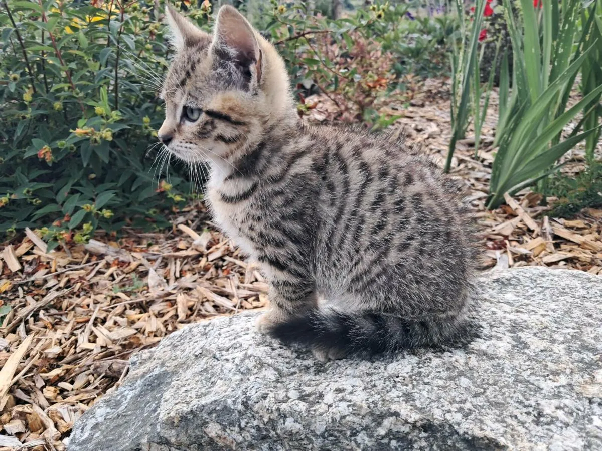 Male Tabby Kitten - Image 4