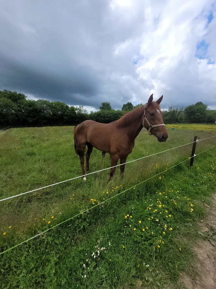 Horses