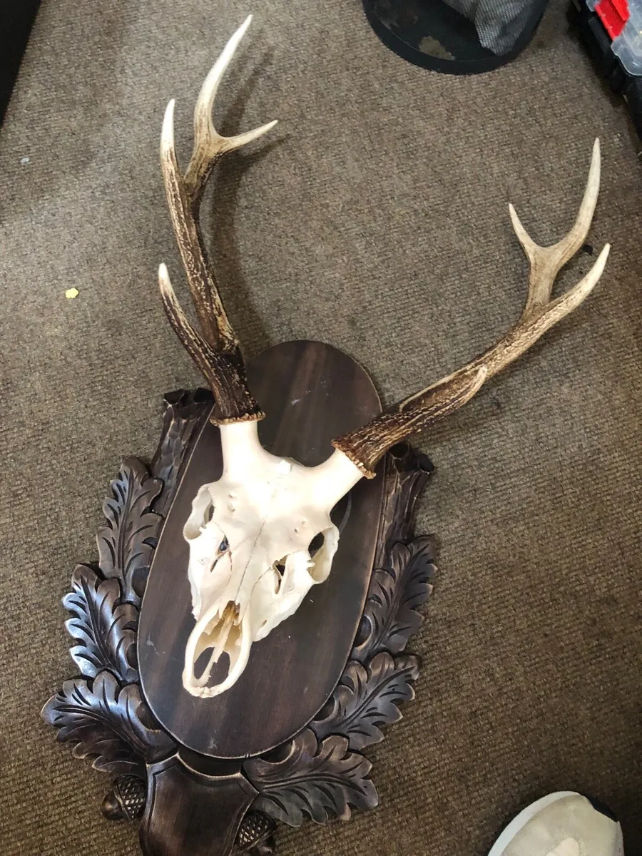 Deer Stag Large Antlers on a wood plaque - Image 1