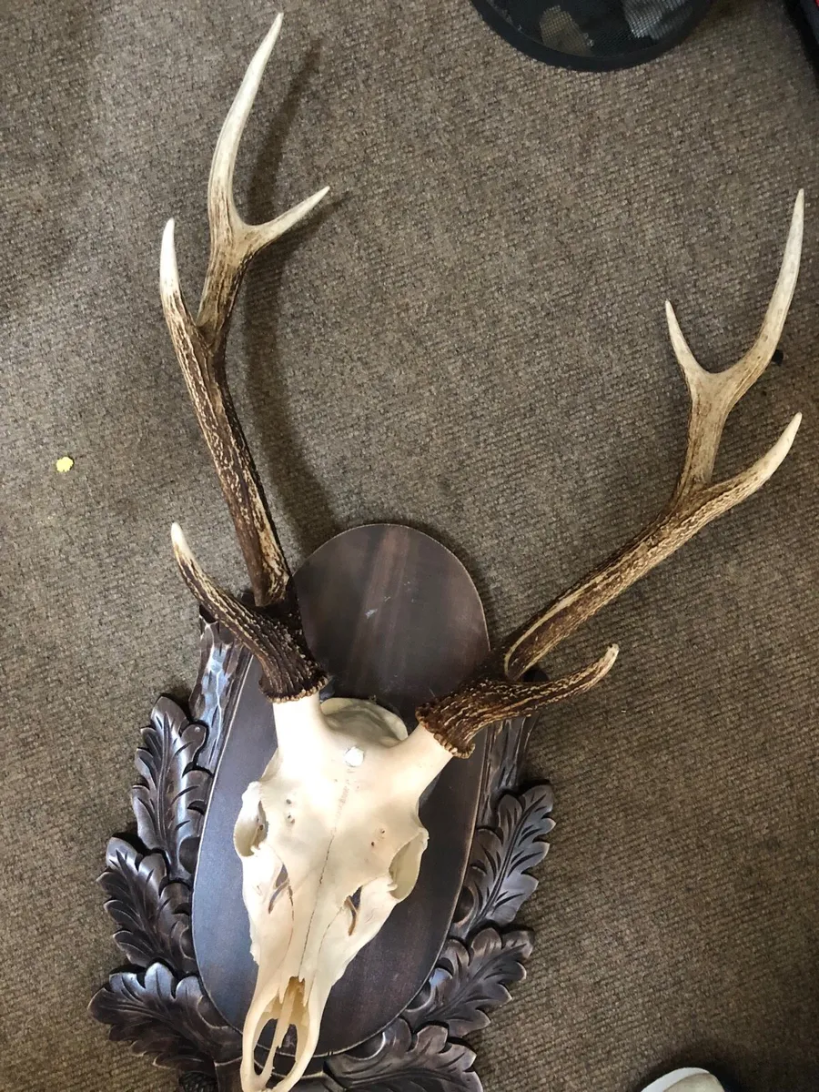 Deer Stag Large Antlers on a wood plaque - Image 2