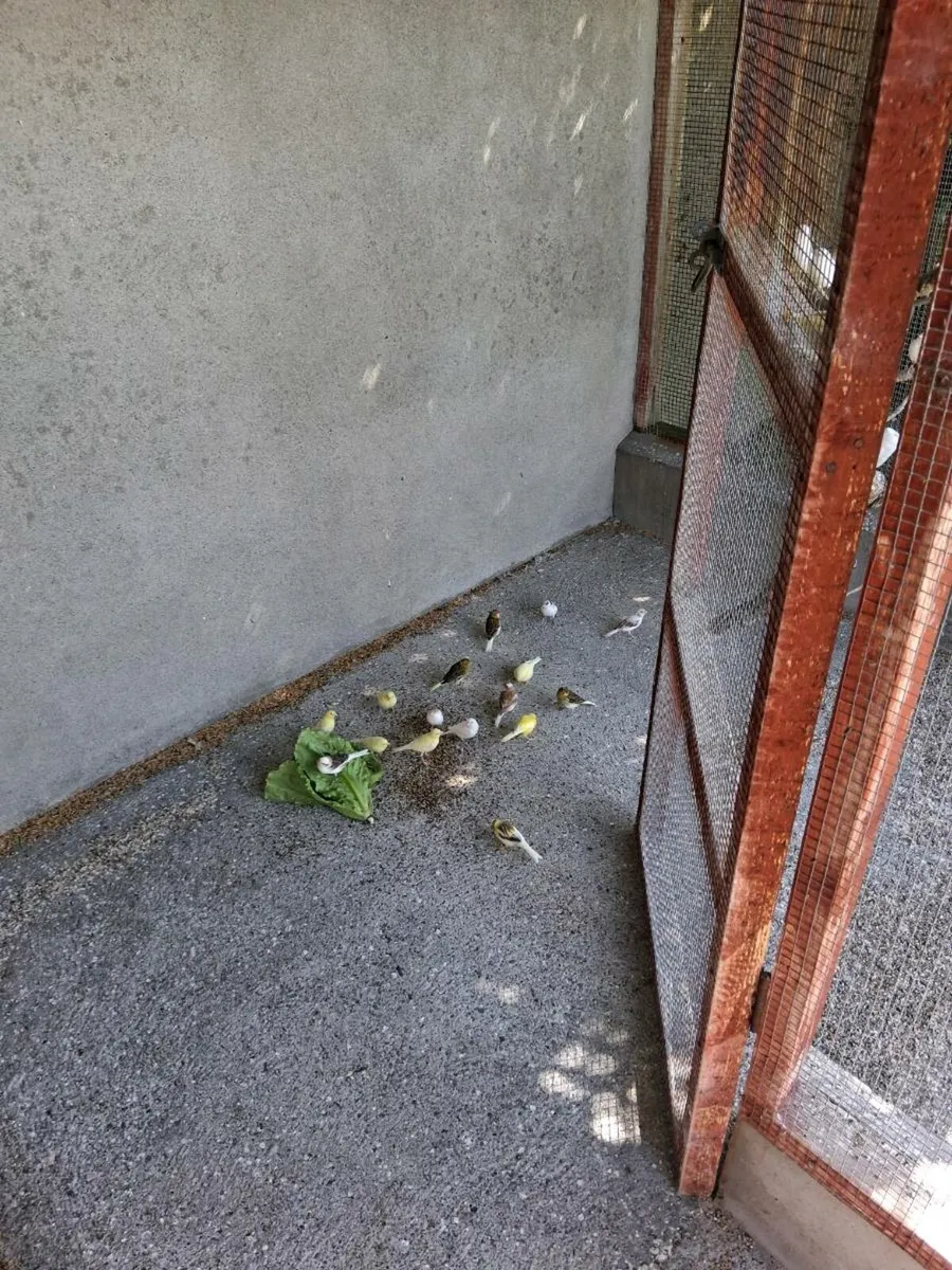Canaries for Sale