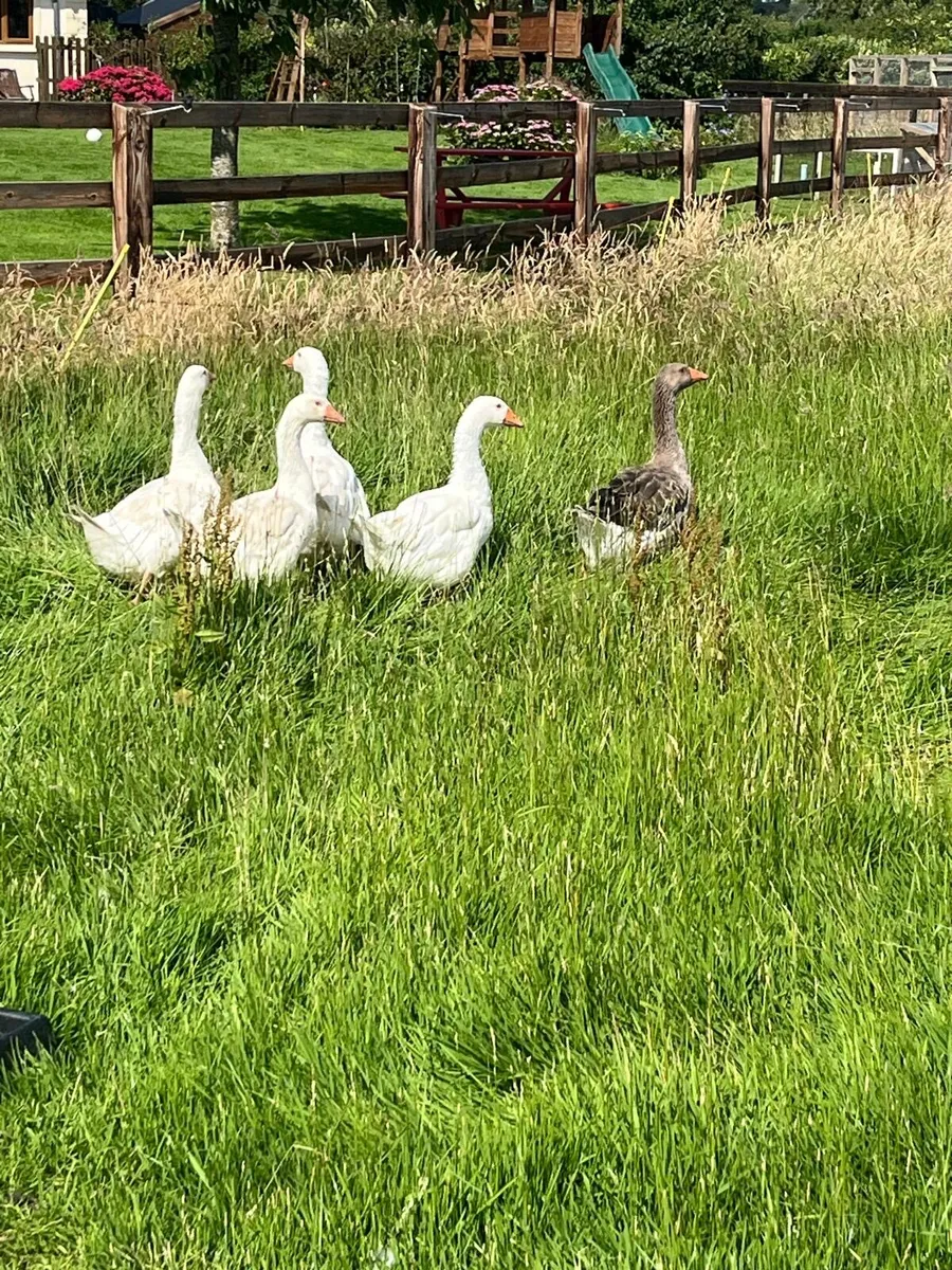 Geese