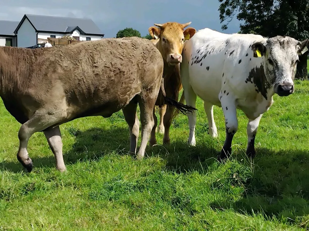 Blonde d'Aquitaine heifers - Image 2