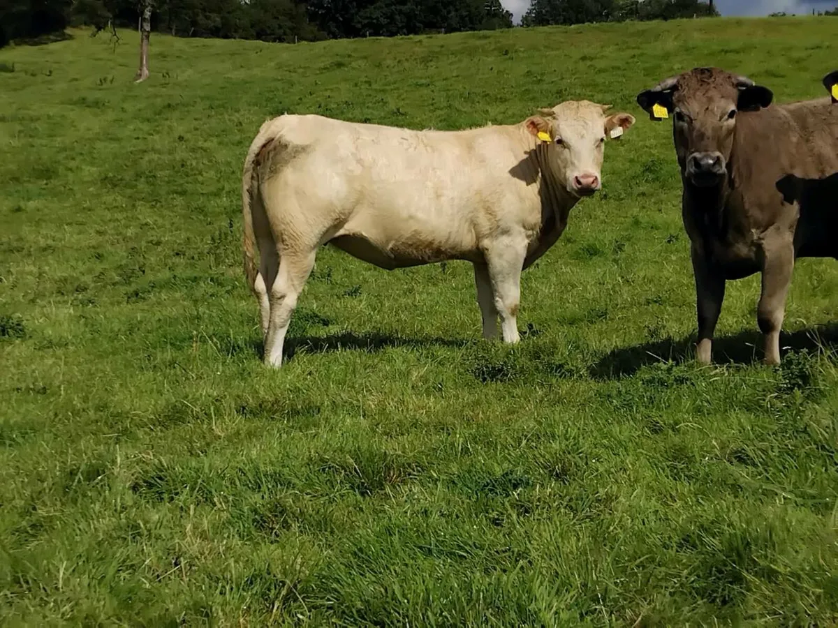 Blonde d'Aquitaine heifers - Image 1