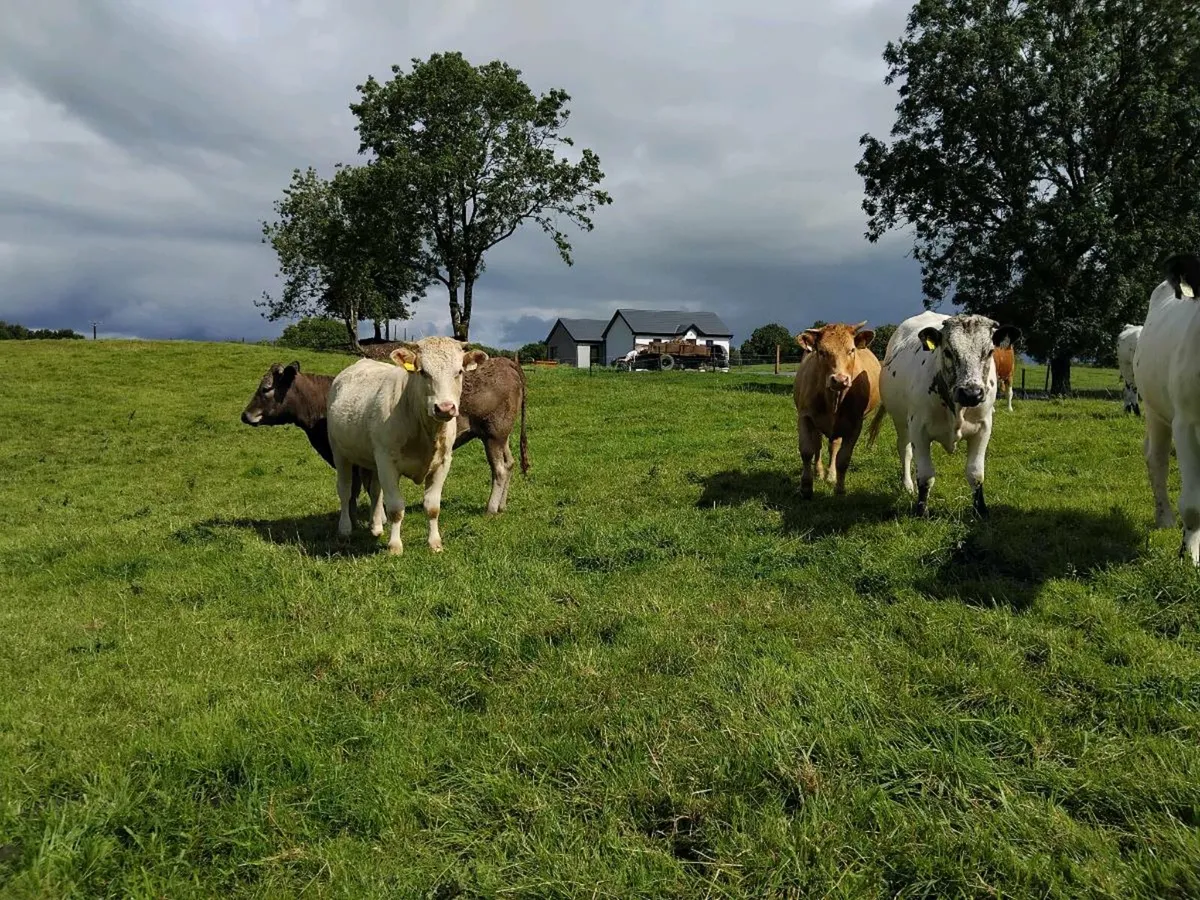 Blonde d'Aquitaine heifers - Image 3