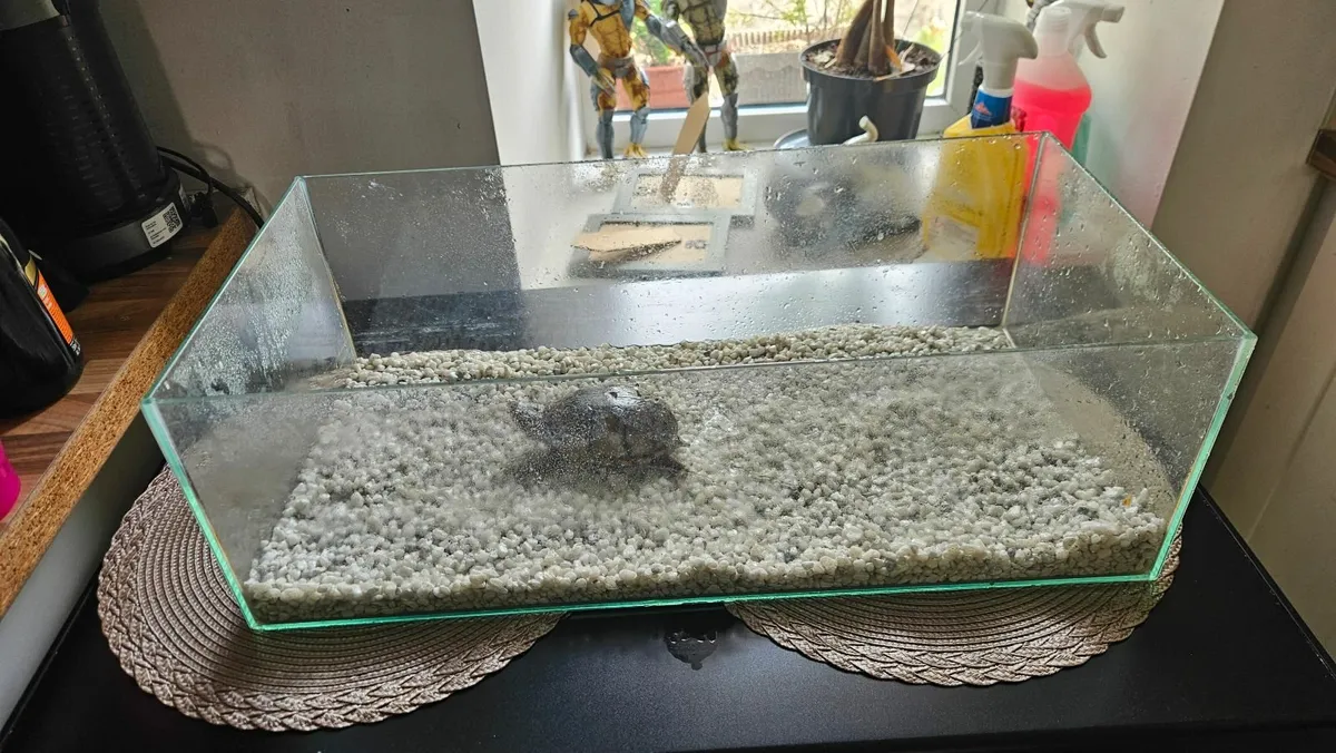 Turtle - Image 1