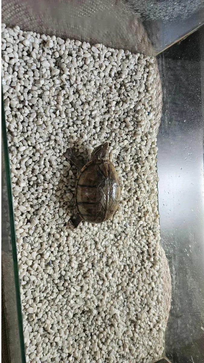 Turtle - Image 2