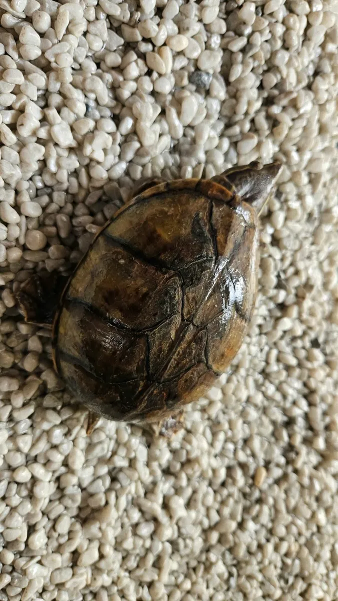 Turtle - Image 3