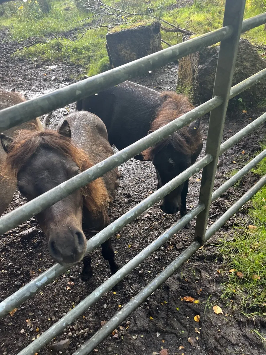 Ponies for sale - Image 1