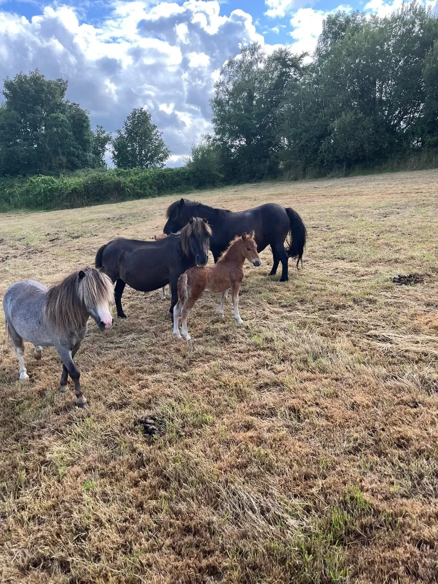 Ponies for sale - Image 2