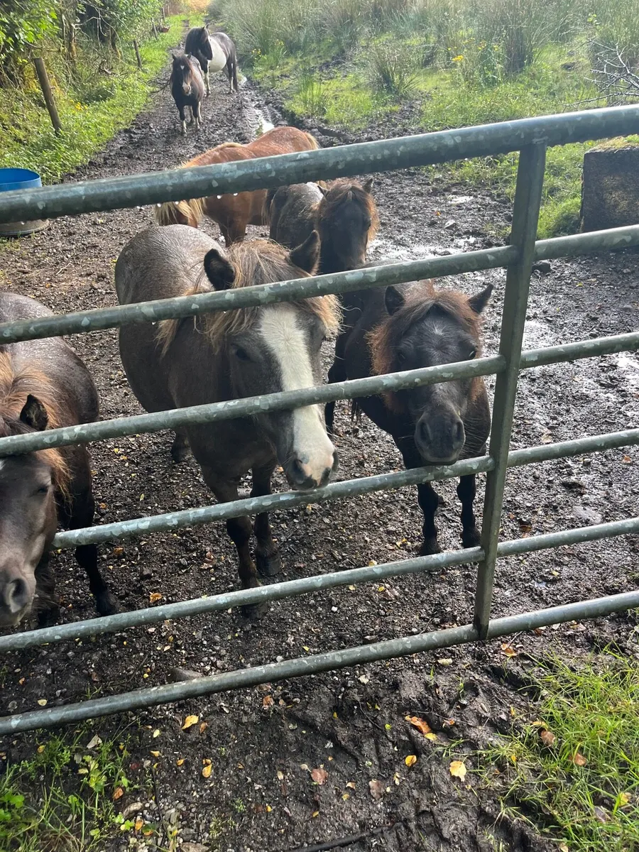 Ponies for sale - Image 3