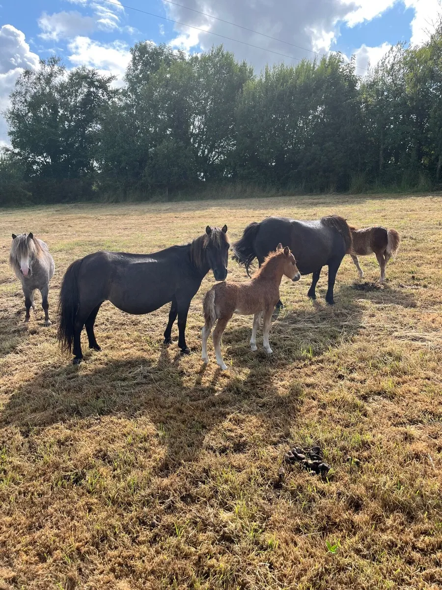 Ponies for sale - Image 4