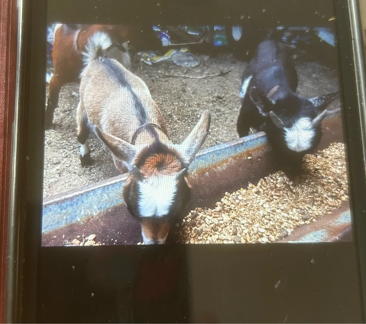 PYGMY GOATS - Image 2